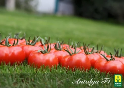 Азия (Анталия) F1 семена томата 500 штук