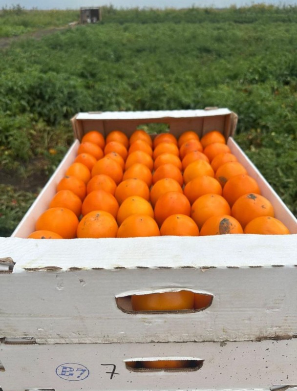 Александр F1 семена томата 1000 штук