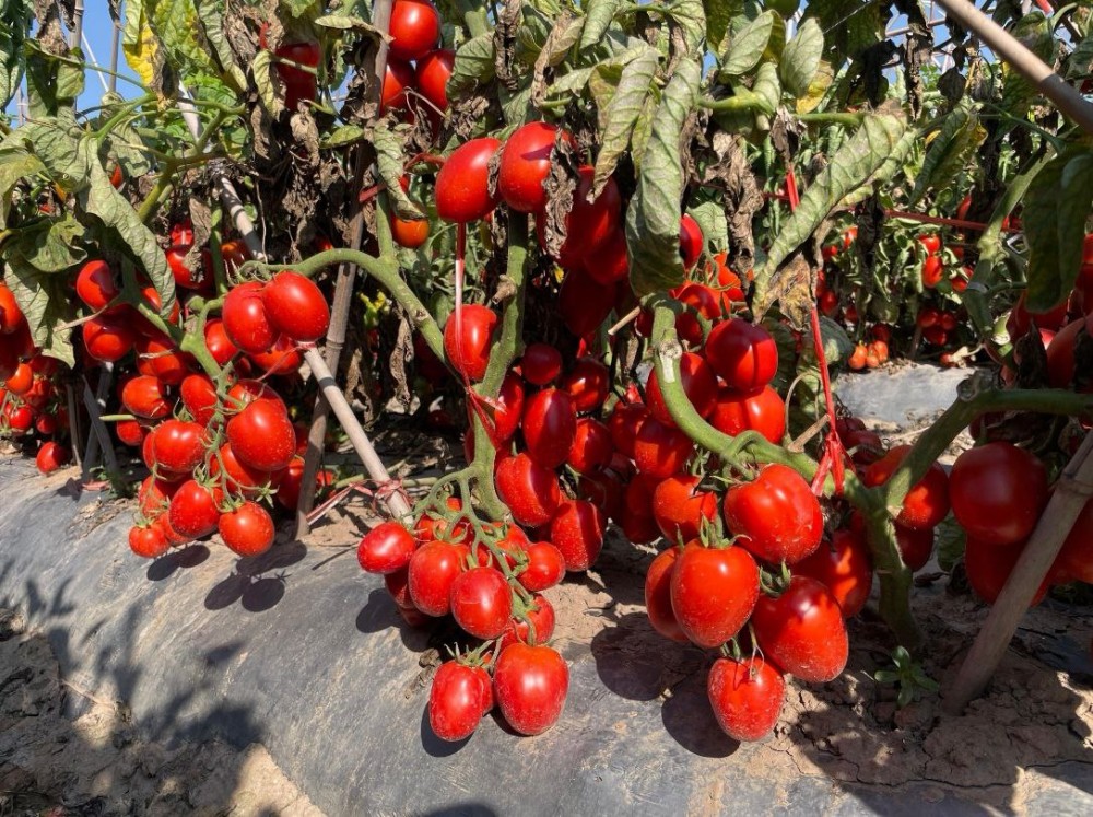 GL3402 Хайнц F1 семена томата 5000 штук