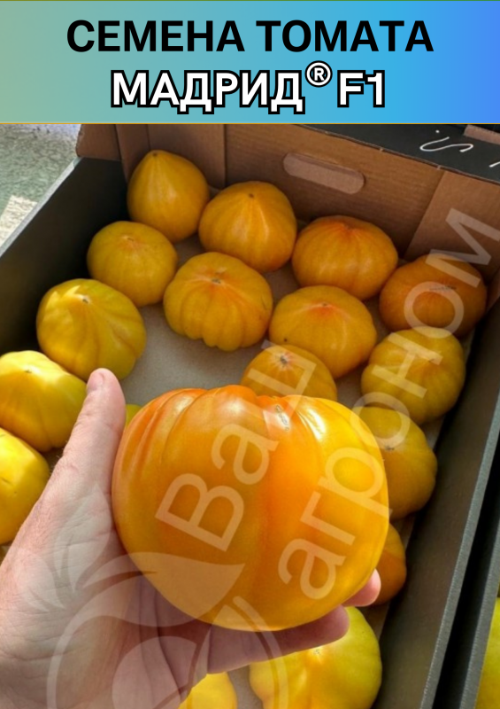 Мадрид F1 семена желтого томата