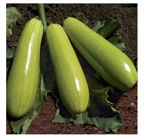Язума F1 семена кабачка 500 штук
