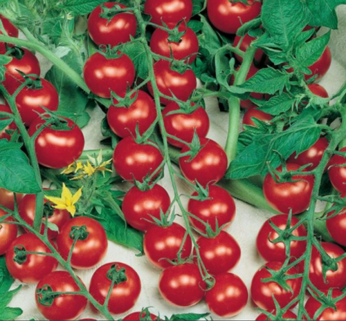 Конори F1 семена томата 1000 штук