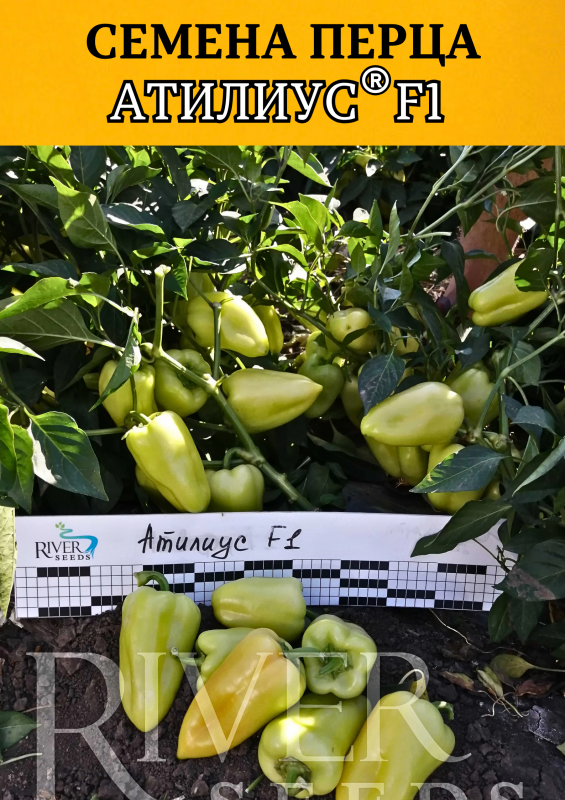 Атилиус F1 семена перца