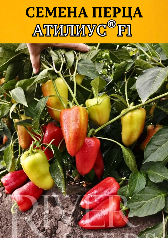 Атилиус F1 семена перца