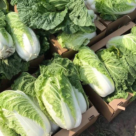 Билко F1 семена пекинской капусты