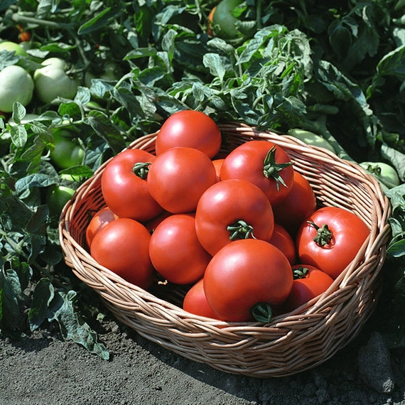 Полбиг F1 семена томата 1000 штук