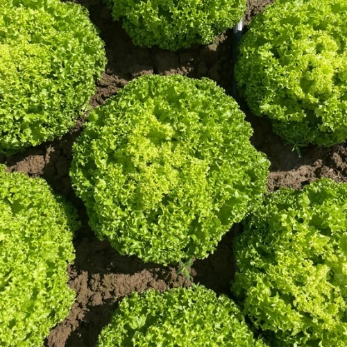 Ламарре F1 семена (драже) салата 5000 штук