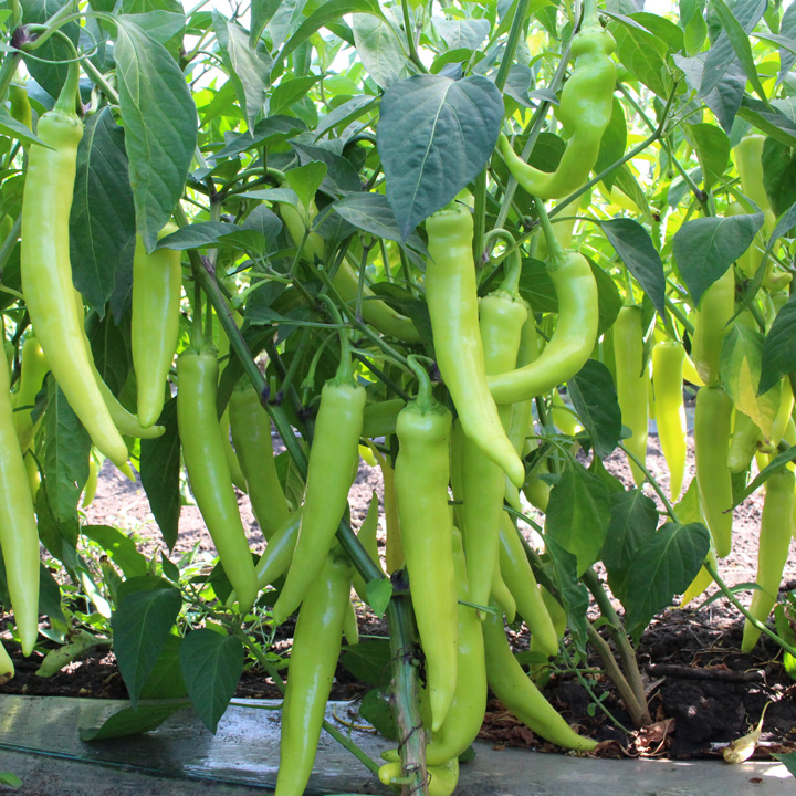 KS 65 F1 семена перца острого 1000 штук