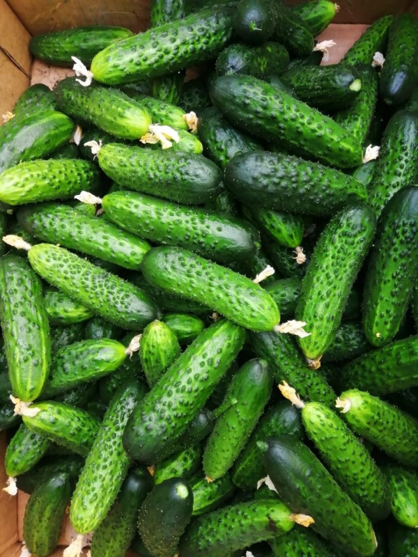 Каминари F1 семена огурца