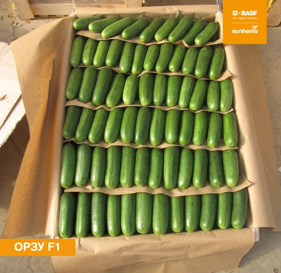 Орзу F1 семена огурца 1000 штук