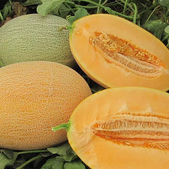 Каррера F1 семена дыни 1000 штук