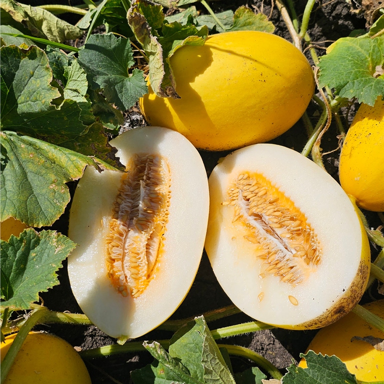 Криспи Пир F1 семена дыни 1000 штук