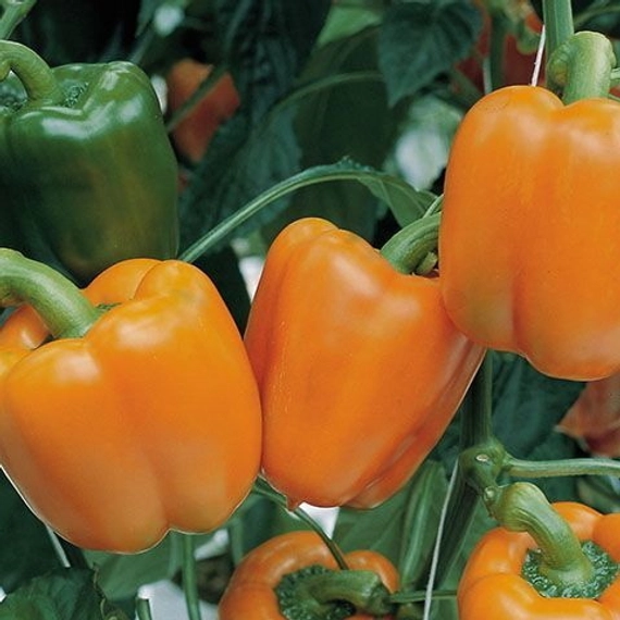 Магно F1 семена перца сладкого 500 штук