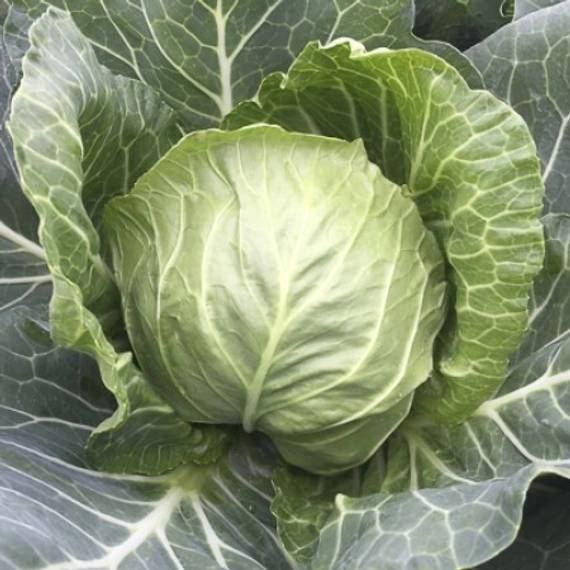 Зариссима F1 семена белокочанной капусты