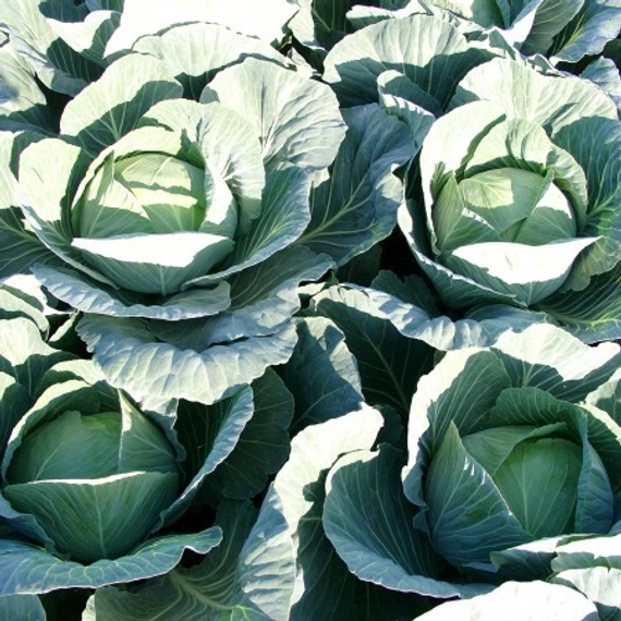 Джинтама F1 семена белокочанной капусты