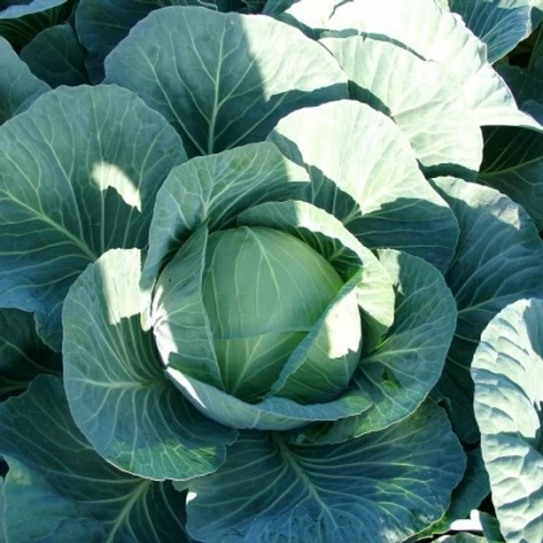 Джинтама F1 семена белокочанной капусты