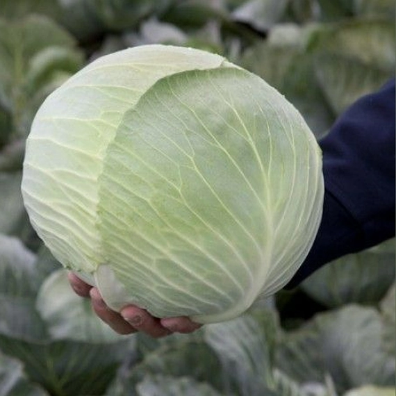 Лагрима F1 семена белокочанной капусты