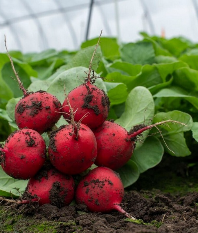 Белсай F1 семена редиса