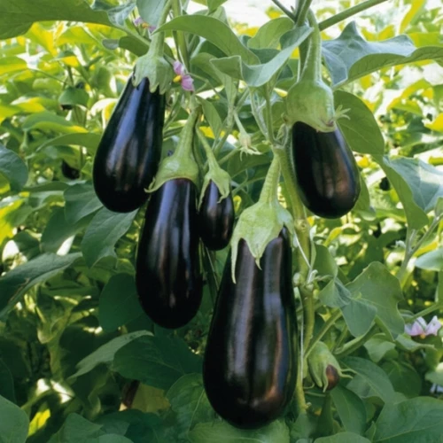 Эпик F1 семена баклажана 1000 штук