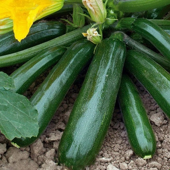 Диамант F1 семена кабачка