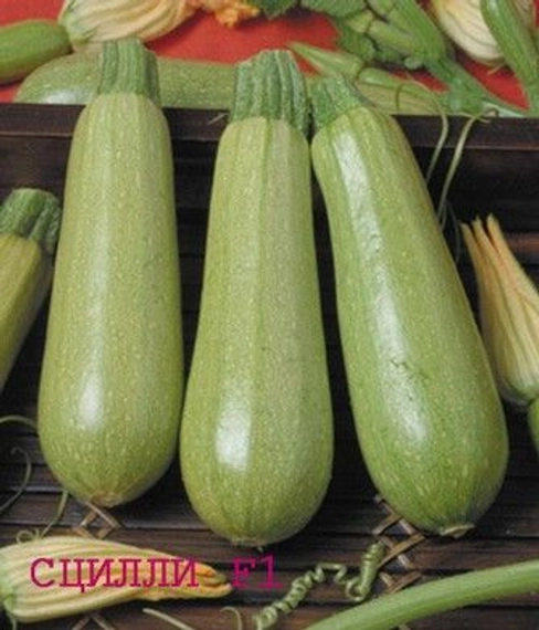 Сцилли F1 семена кабачка 500 штук