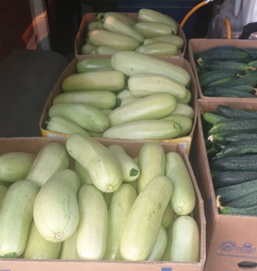 Сцилли F1 семена кабачка 500 штук