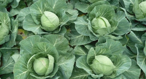 Грин Флэш F1 семена белокочанной капусты 2500 штук