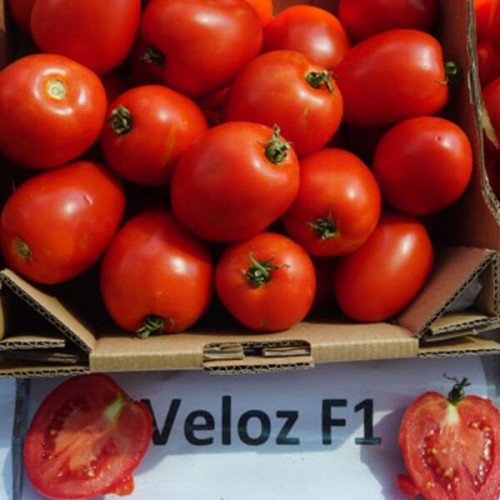 Велоз F1 семена томата 1000 штук