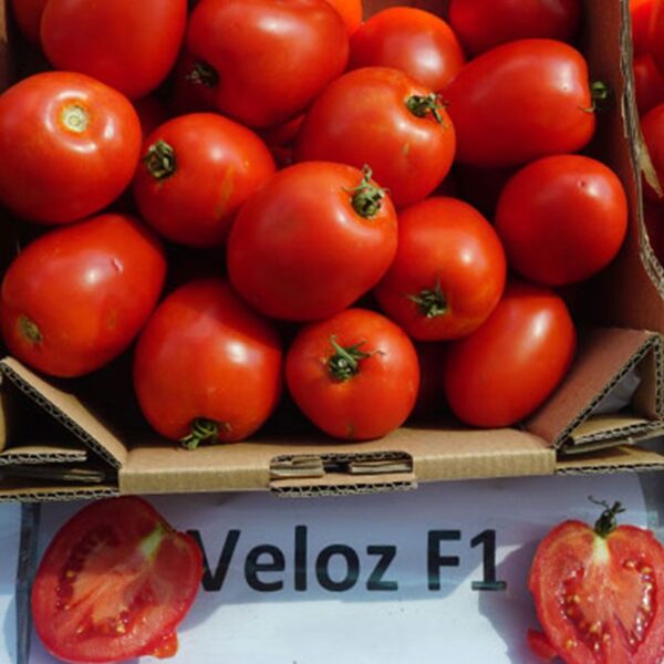 Велоз F1 семена томата 1000 штук