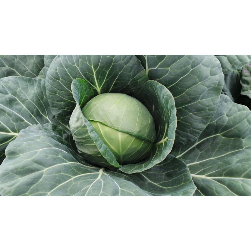 Фарао F1 семена капусты белокочанной 2500 штук