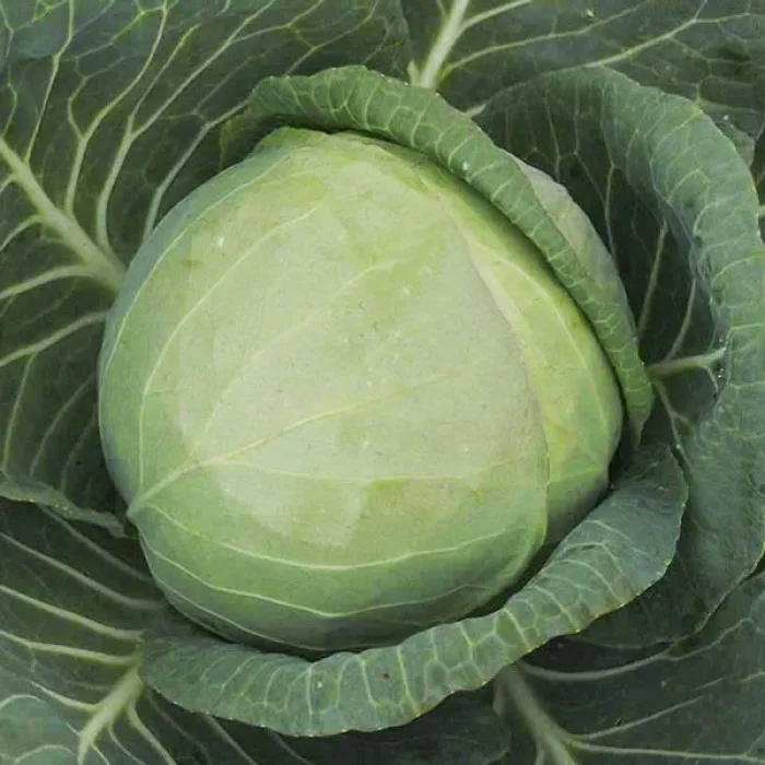 Фарао F1 семена капусты белокочанной 2500 штук