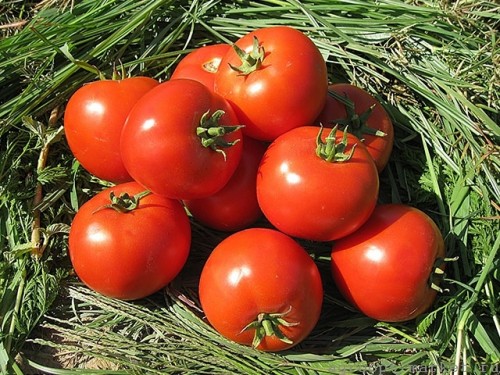 Асалет F1 семена томата