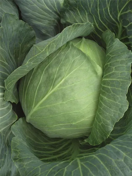 Бронко F1 семена белокочанной капусты 2500 штук
