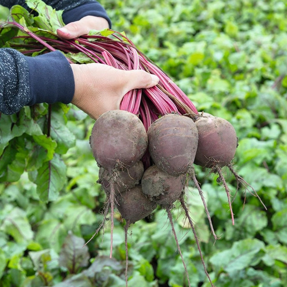 Водан F1 семена свеклы 50 000 штук (3.00-3.50)