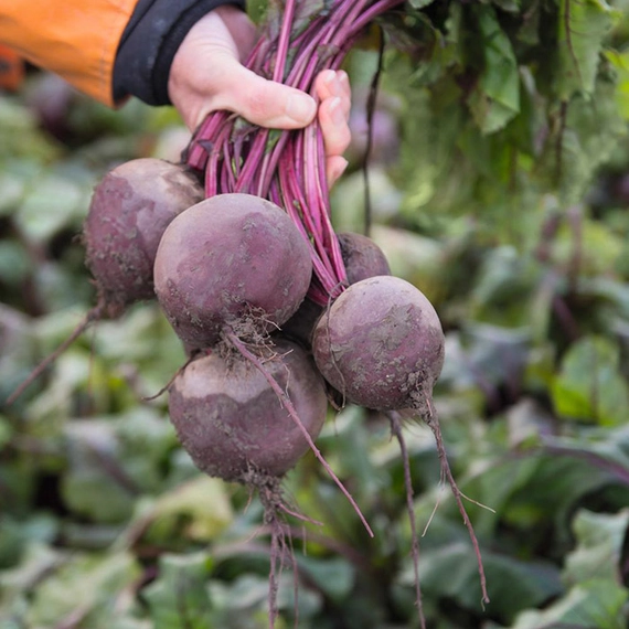 Водан F1 семена свеклы 50 000 штук (3.00-3.50)