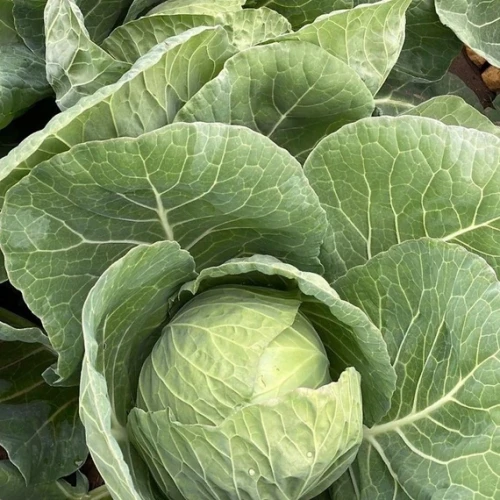 Конкэрор F1 семена белокочанной капусты 2500 штук