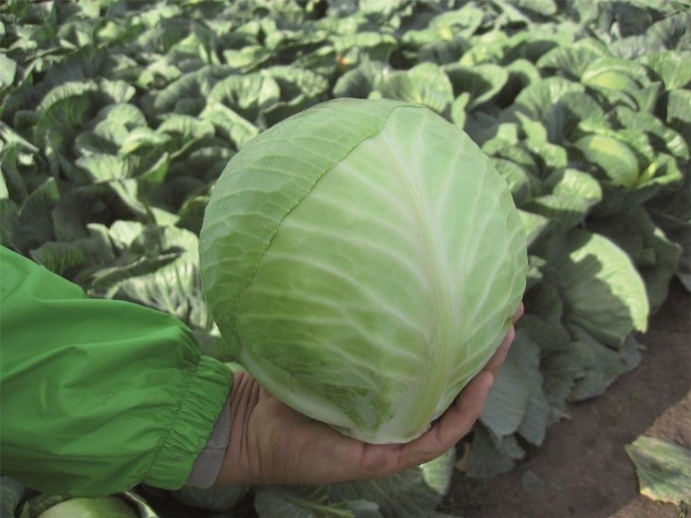 Харрикейн F1 семена белокочанной капусты 2500 штук