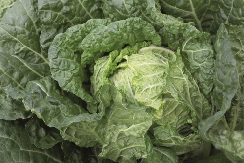 Базуко F1 семена пекинской капусты 2500 штук