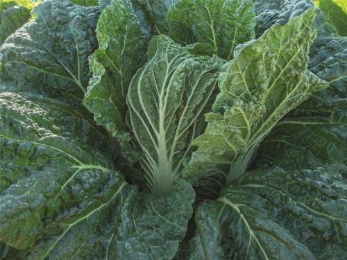 Базуко F1 семена пекинской капусты 2500 штук