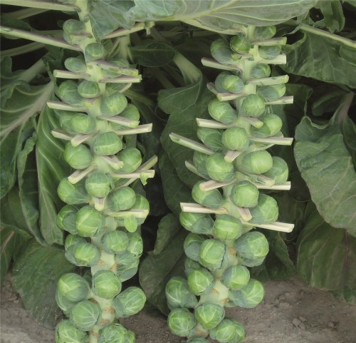 Капуста брюссельская