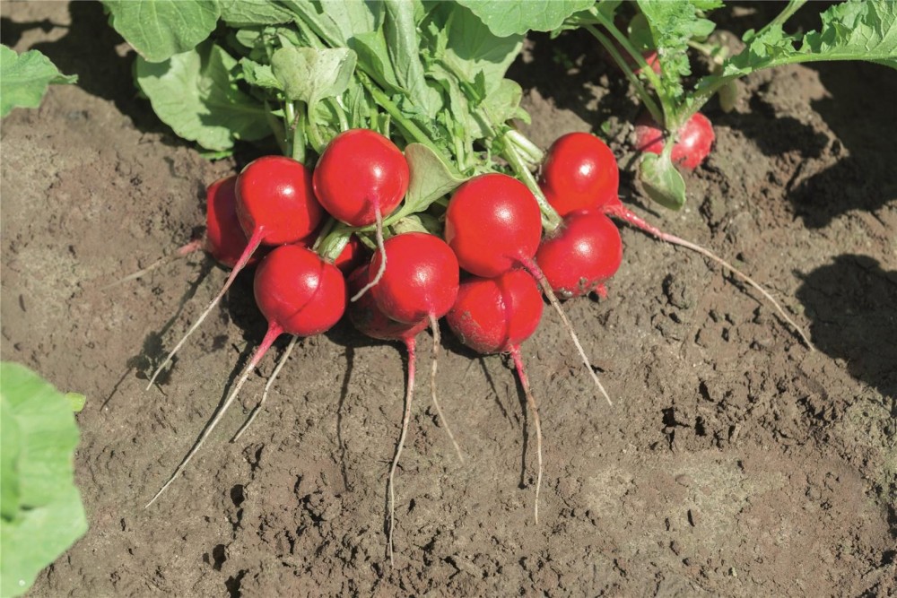 Роксанна F1 семена редиса