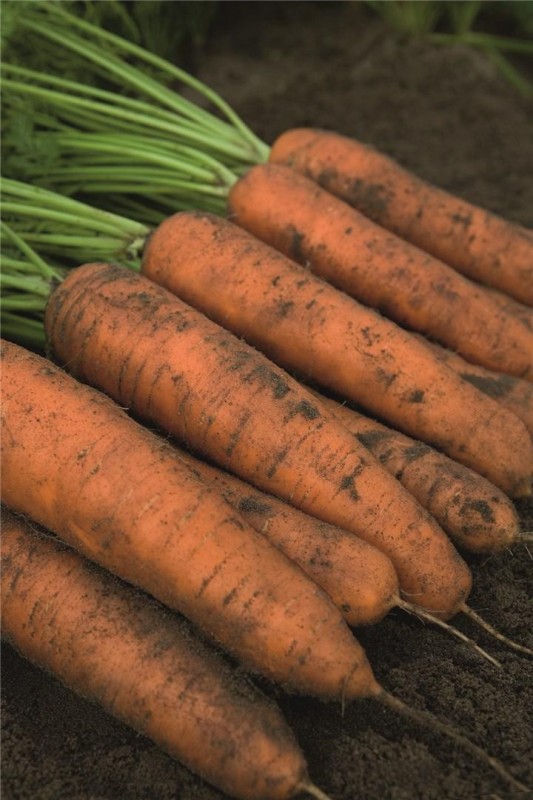 Белградо F1 семена моркови