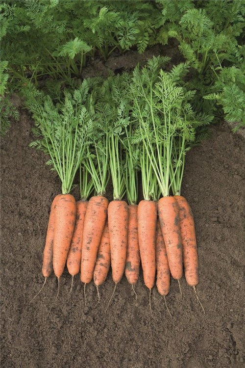 Белградо F1 семена моркови