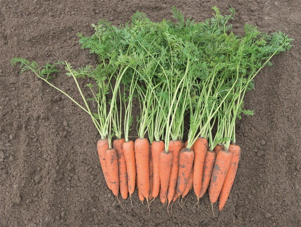 Вита Лонга F1 семена моркови 500 грамм