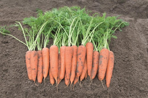 Вита Лонга F1 семена моркови 500 грамм