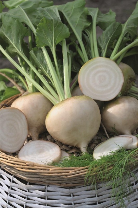 Аваланч F1 семена свеклы