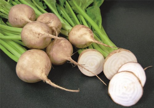 Аваланч F1 семена свеклы