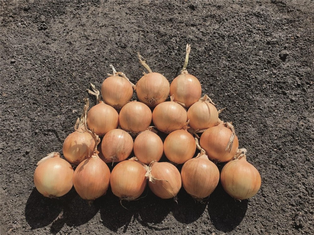 Венеция F1 семена лука 250 000 штук