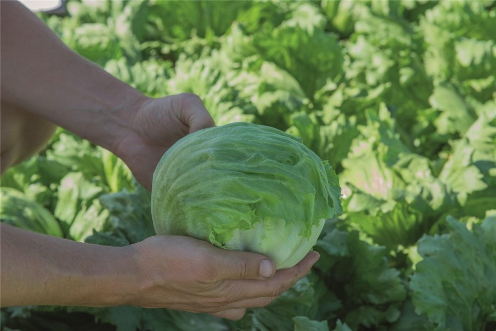 Бизнес F1 семена салата айсберг 5000 штук (драже)