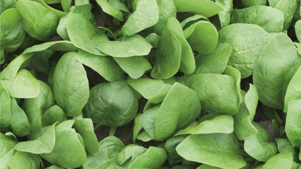 Рембрандт F1 семена шпината 50 000 штук